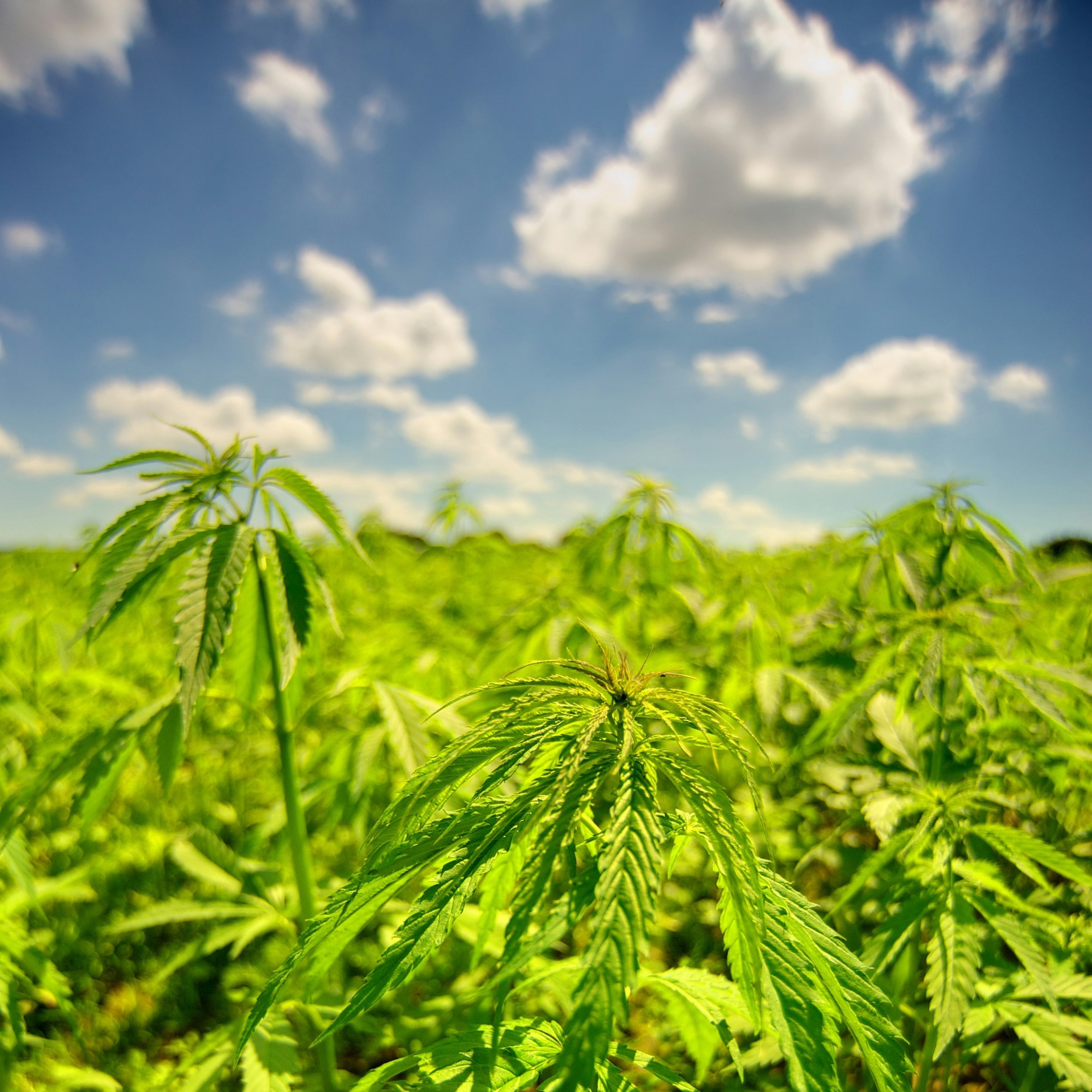 Ask Annie: Does American Hemp Live up to the Hype?