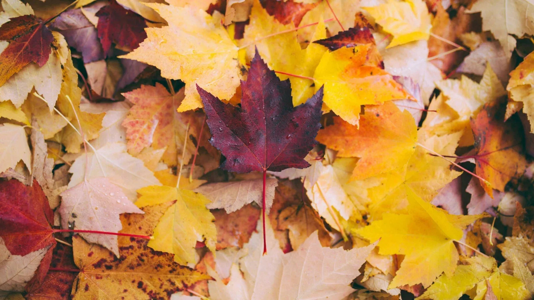 Fall into Wellness: How CBD Can Support Your Seasonal Transition