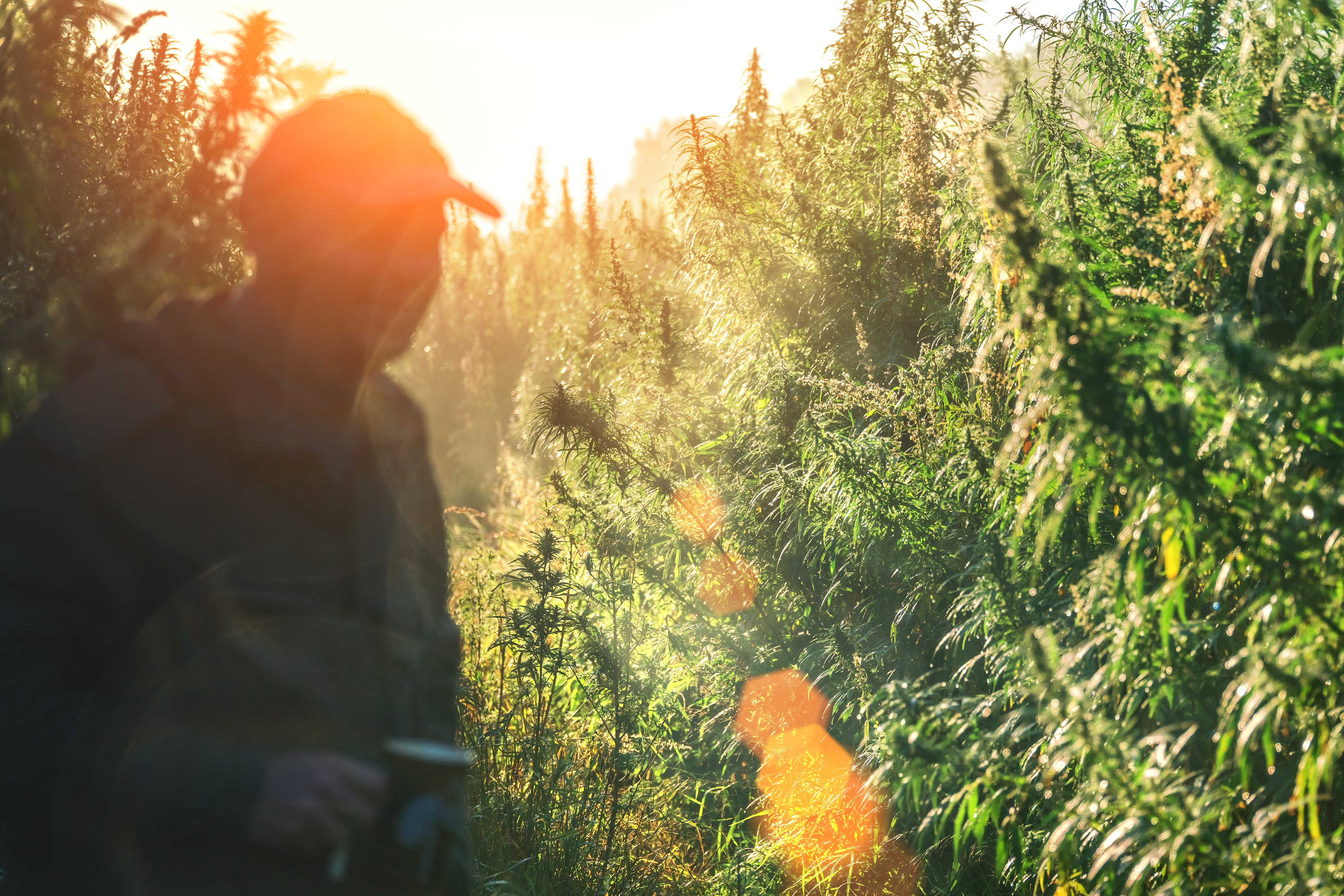 Person standing in a forest with sunlight filtering through the trees