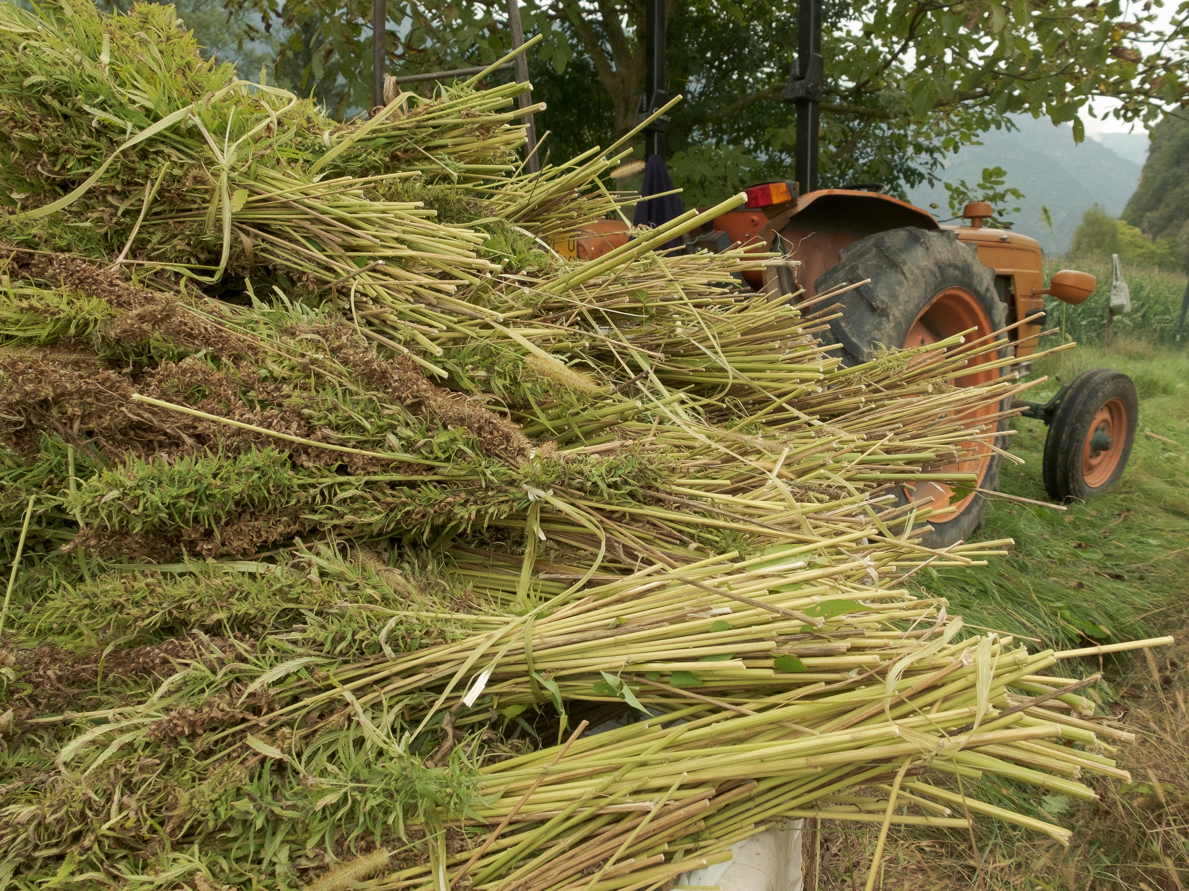 Tractor with a large load of green branches or brush of hemp in a natural setting.