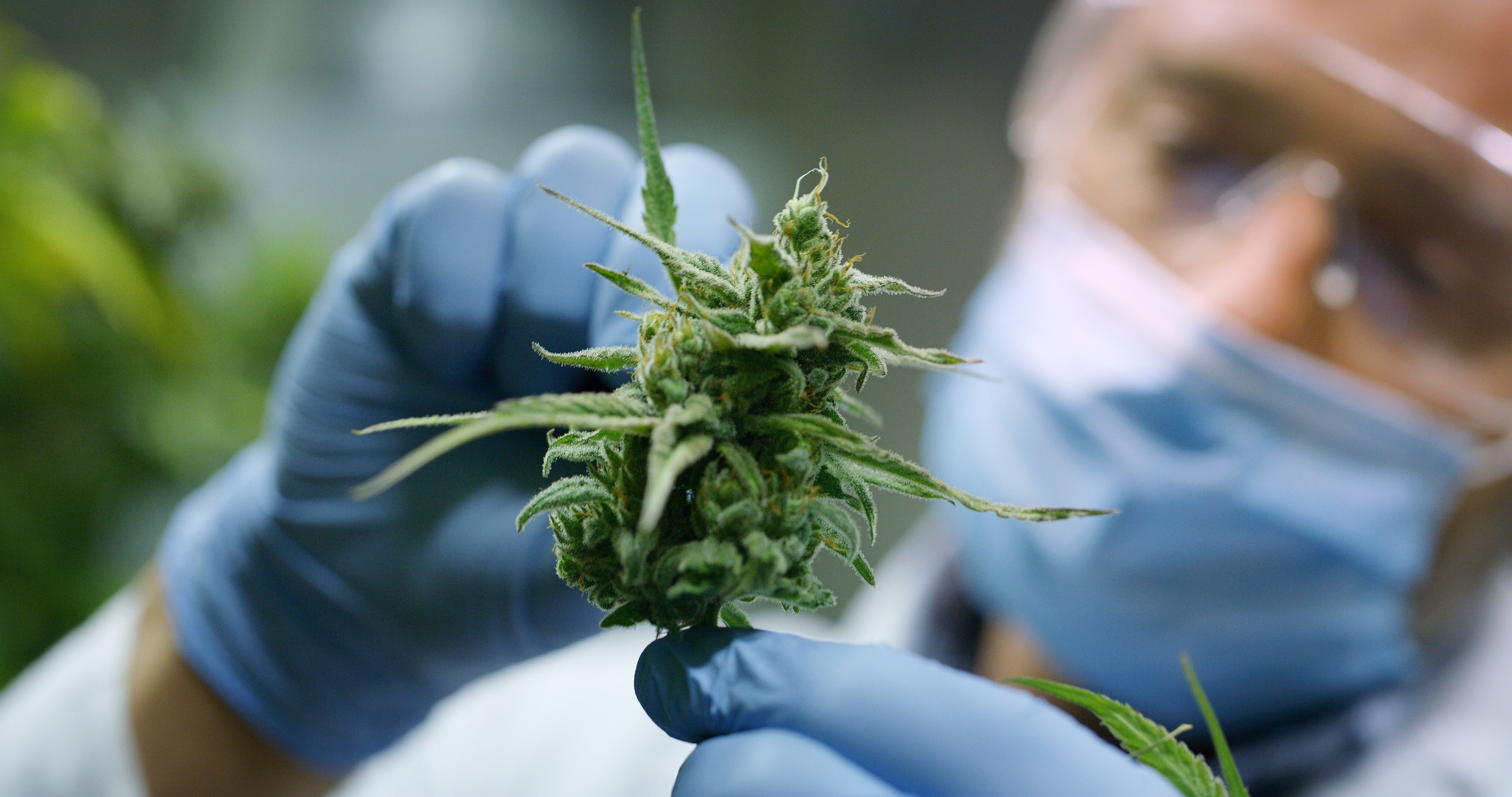 Person wearing gloves and a mask examining a cannabis bud 